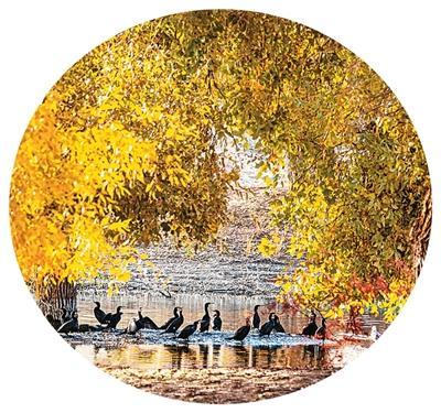 为金色胡杨撑起保护伞