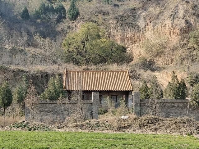 绿美河南有古树⑥丨广武山上，这些古树听着楚汉争霸的历史长大