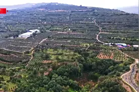 习近平甘肃行丨一颗苹果映红百姓致富路——走进麦积区南山花牛苹果基地视频封面