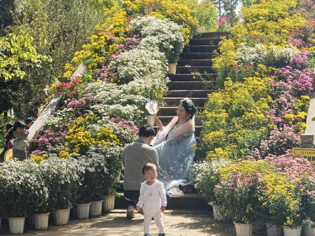 西山登高、大观赏菊  全龄乐享重阳