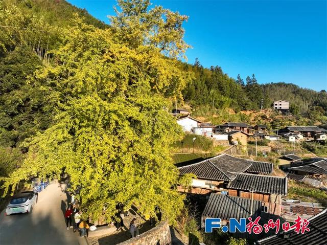 惊艳上线！福州这里变身“黄金村”！还有人靠它悄悄赚钱……
