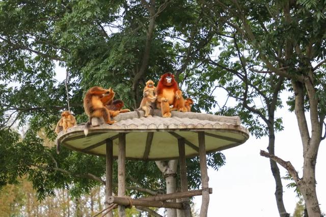 上野大熊猫百日庆邀你免费游园！