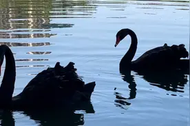 果然视频|动物视界100——夫唱妇随，荷叶中嬉戏的黑天鹅夫妇图片