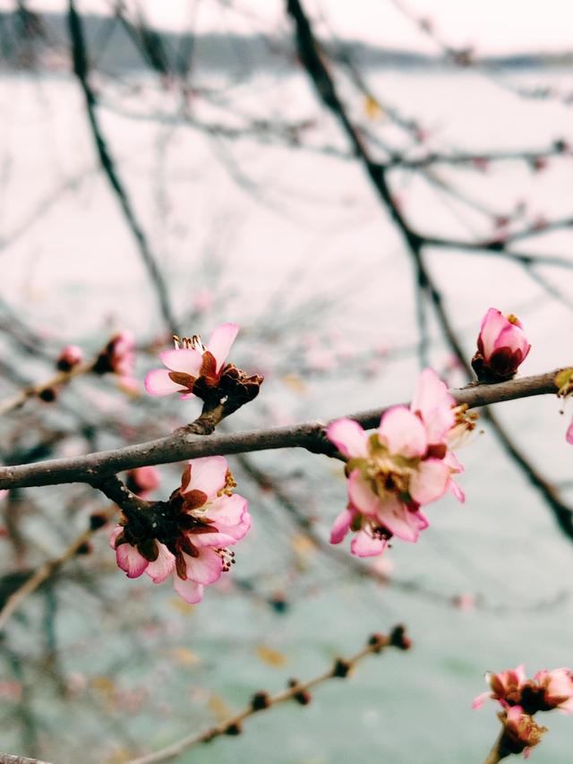 风中探访颐和园：湖山终日看犹新，游禽经冬栖自暖