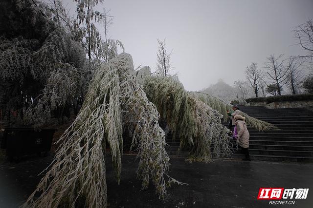 组图丨琼枝玉树映飞山 靖州雾凇绘就冬日诗画