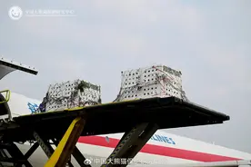 欢迎回国！旅比3只大熊猫今日平安抵达雅安基地图片