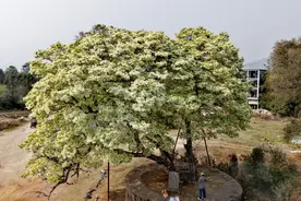 腾冲：600多岁的鹅毛树开花迎客图片