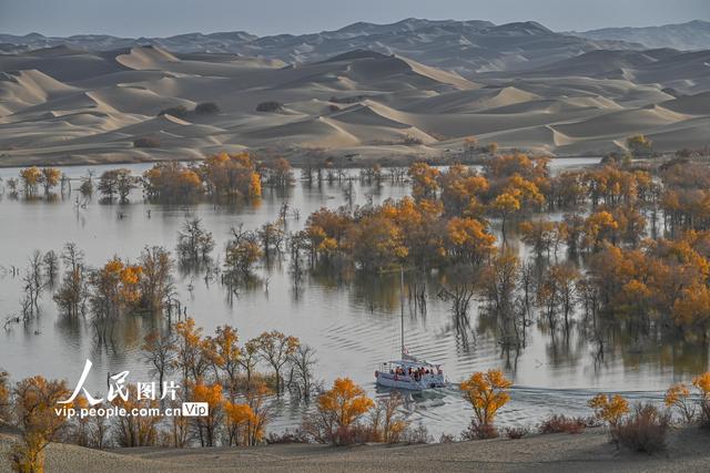 新疆尉犁：大漠胡杨醉游人