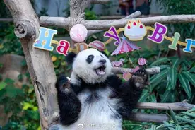 大熊猫谊谊升谊今天回国图片