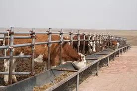 通辽市扎鲁特旗：1425万亩草场“带薪休假”图片