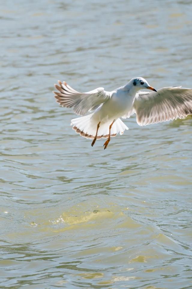 都是小众打卡点！在这些地方看海鸥，景美鸥多还诗意满满~