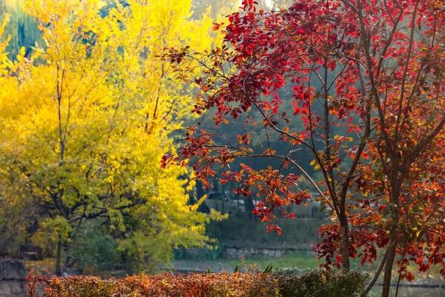 当立冬遇见金秋，北京动物园赏秋打卡攻略