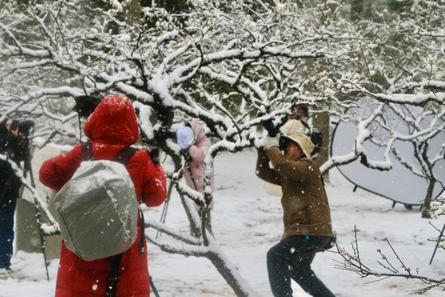 武汉下雪了！东湖梅园上演现实版“踏雪寻梅”