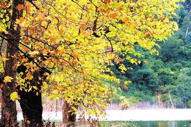 深秋里的工业“遗梦”与金叶“私语”