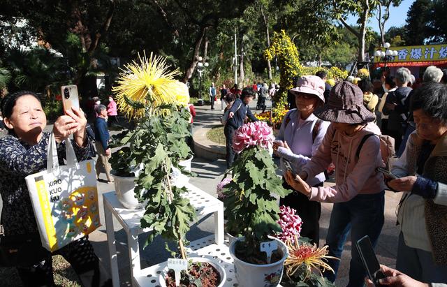 多图直击！第41届深圳东湖公园菊花花会开幕
