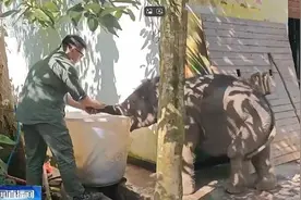 胖了200公斤!受伤小象被救后成了600斤的跟屁虫图片