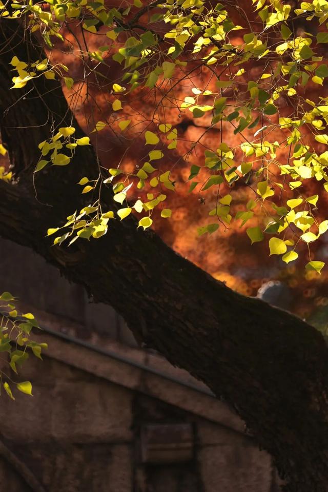 红的黄的绿的！天气这么好，来这些地方看看闵行的秋天吧~