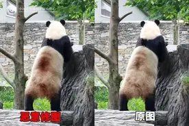 大熊猫背上有“血洞”？熊猫中心紧急发文图片