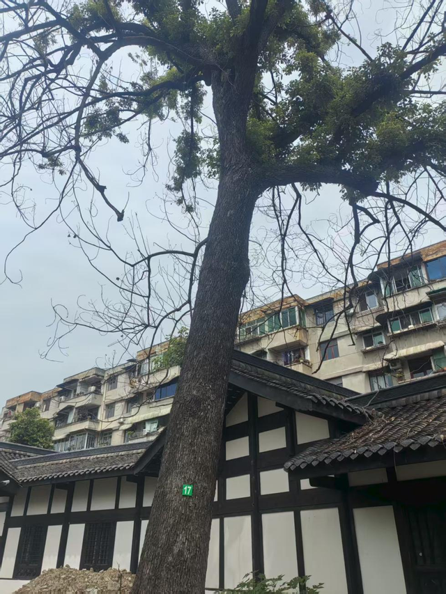 守护千年城厢绿脉！古镇树木复壮及管护升级行动全面展开