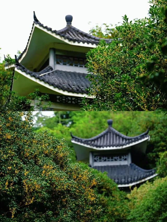 这是一条有味道的推送眼下的南宁 “桂” 气冲天，这泼天的“馥桂” 真香