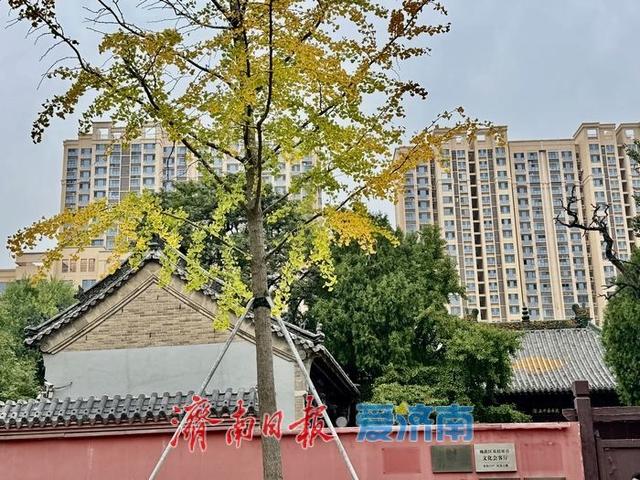 初秋济南兴福寺：银杏撒金映古建 绘就城市诗意画卷