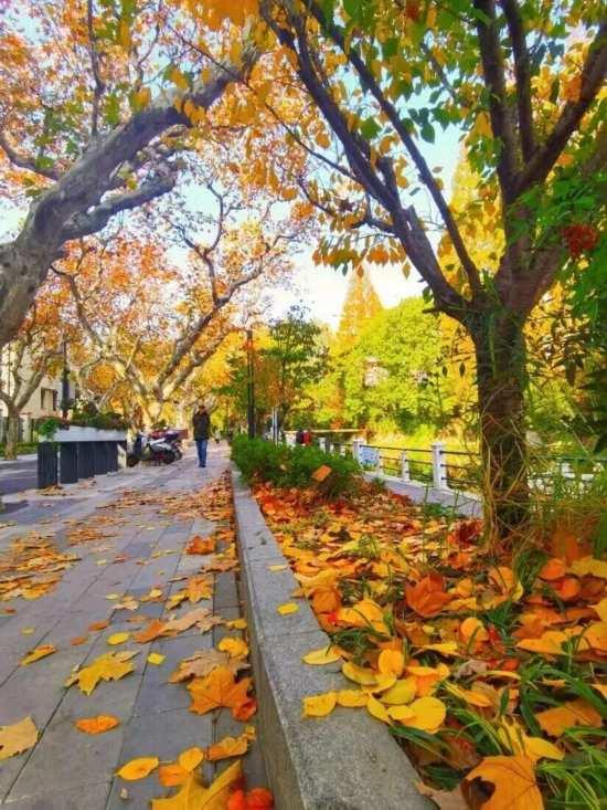 这场秋日浪漫别错过 申城落叶道体验进入倒计时