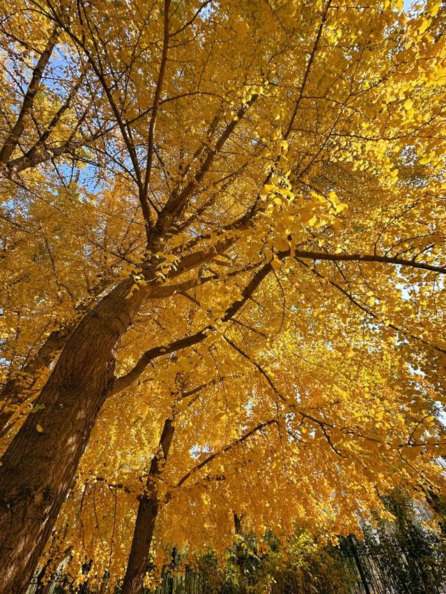 不必扎堆地坛公园！东城区赏秋攻略，一图收藏