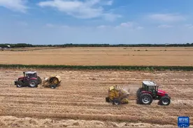 江苏盱眙：三河农场小麦开镰图片
