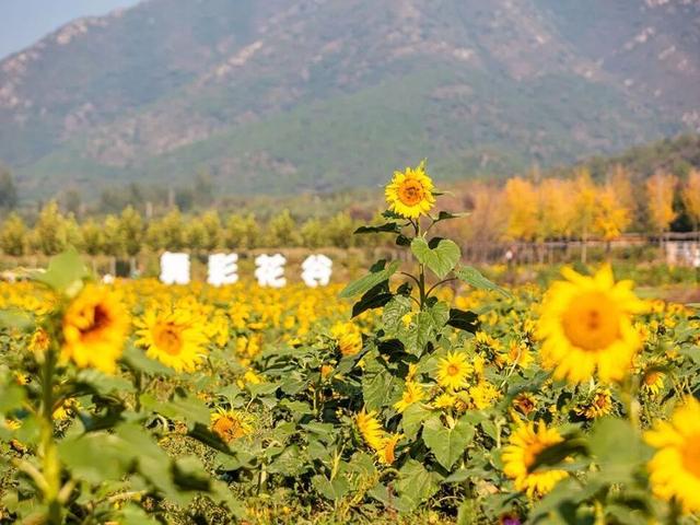 北京号最精彩｜登山赏红叶！京郊宝藏步道打卡全攻略来啦