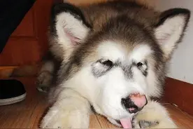 如果家中的狗狗总是不停舔咬爪子，你肯定不知道还有这些问题图片