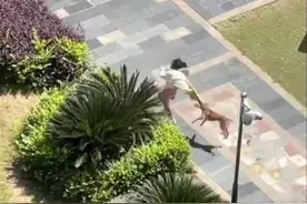 热闻|老人小孩都被咬！一小区内流浪狗攻击多人，路遇恶狗袭击怎么办？图片