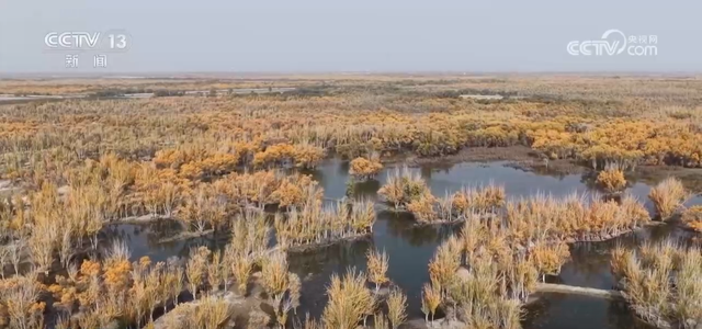 各地迎来秋日“限定版”美景 “文旅+”新场景新业态激发“赏秋经济”活力