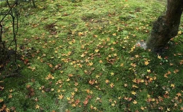 不来珲春，怎知秋色如许？（惊艳美图来袭）