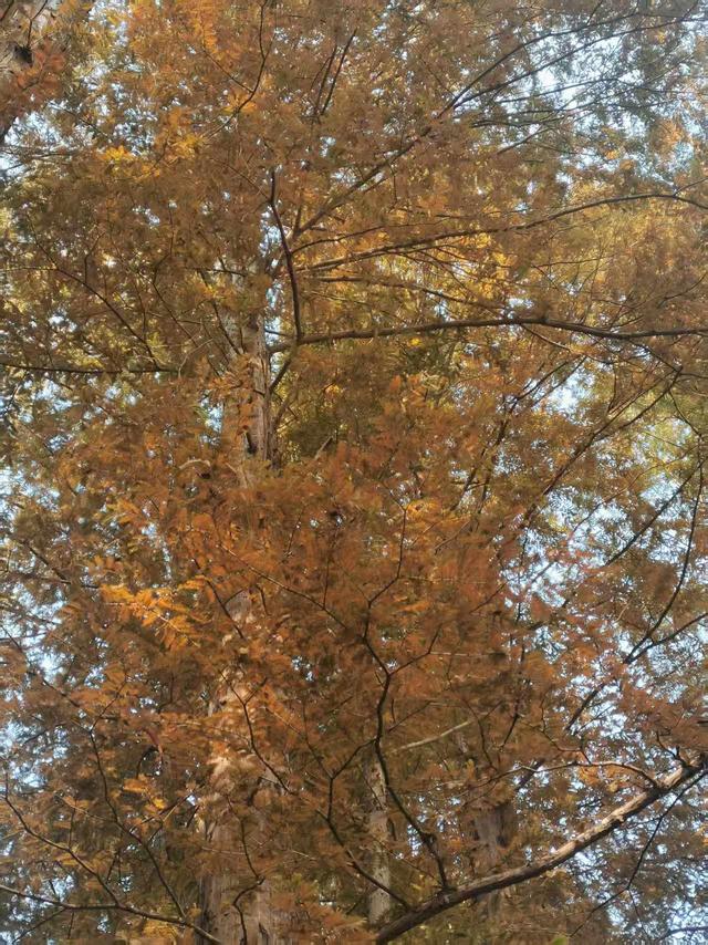 国家植物园进入彩叶最佳观赏期 樱桃沟“金色水杉林”宛如仙境