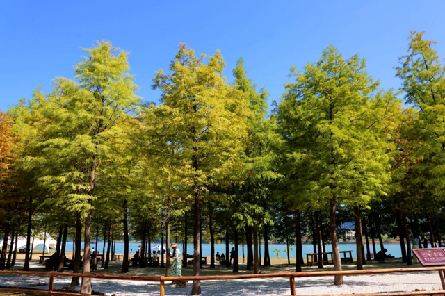 南宁就是冬日旅游天花板！摘果+跑马+演唱会+美景打卡，带你玩转“水果自由”之旅