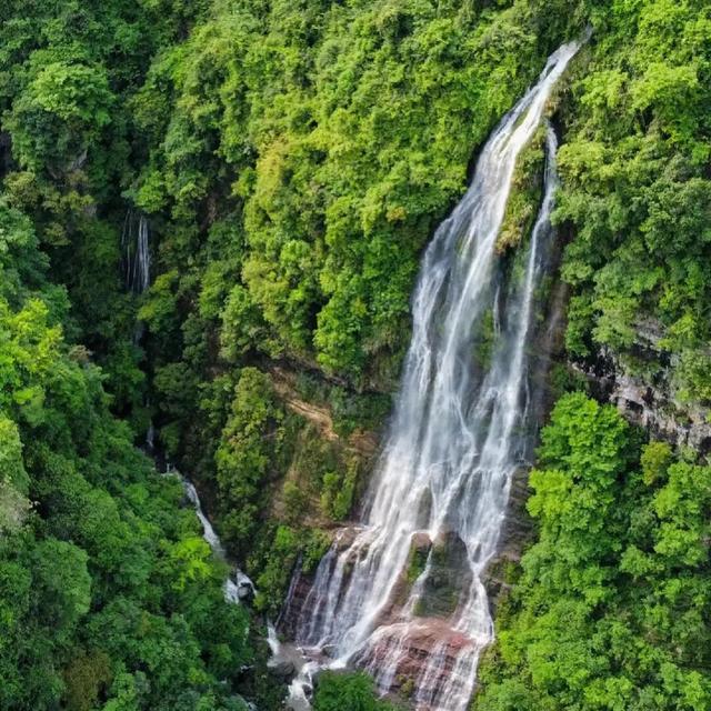千年银杏韵，金黄满地诗，金色海洋游玩攻略来了！