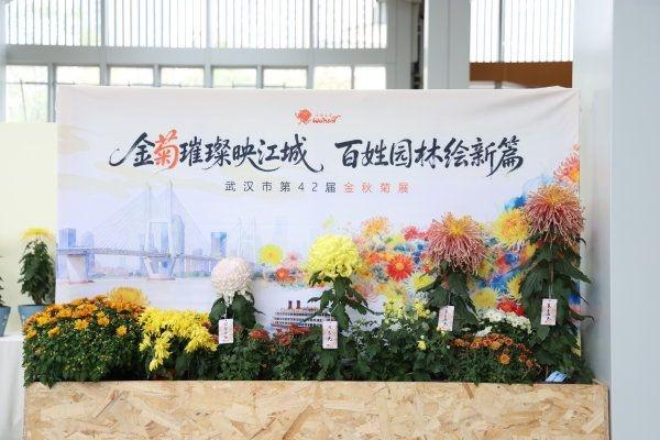 刷屏1个月正式闭幕，武汉金秋菊展留下这些名场面