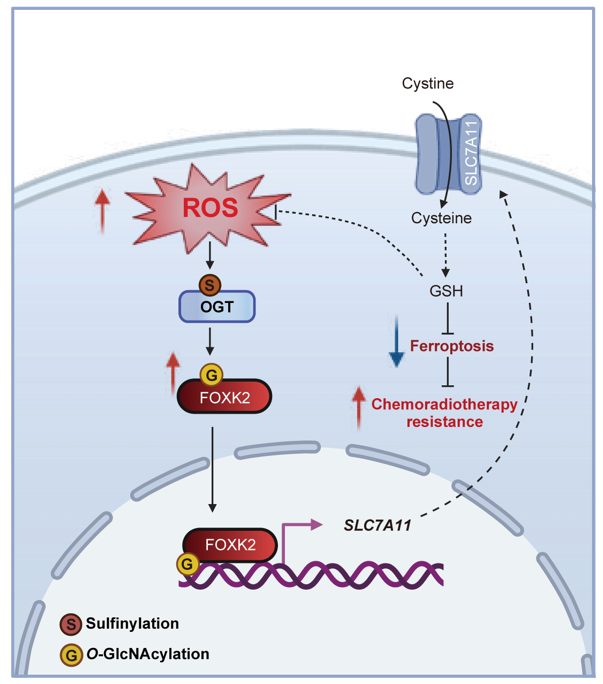 交大一附院韩苏夏教授团队在顶级期刊《Nature Cell Biology》发表重要研究成果