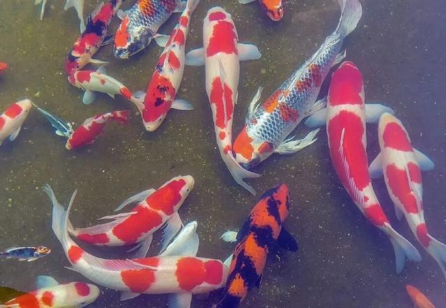 镇平：文化为魂 生态为基 融合为径 走出全域旅游特色路