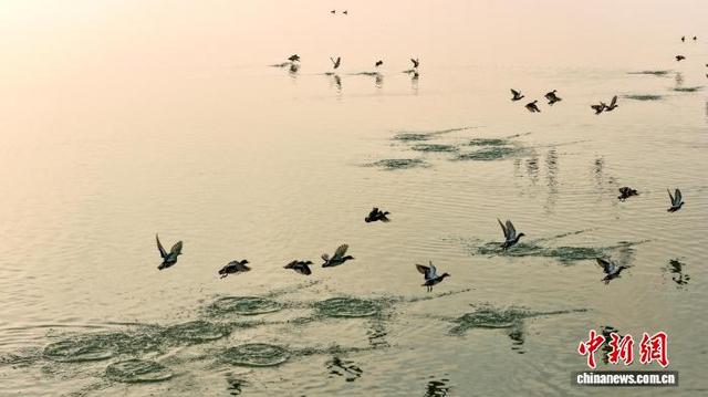安徽沱湖：水鸟翔集景色美