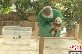旅德大熊猫双胞胎宝宝将轮流与公众见面图片