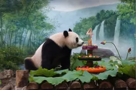 潮声丨大熊猫频频“pick”的美味，浙江好笋如何“长鲜”图片