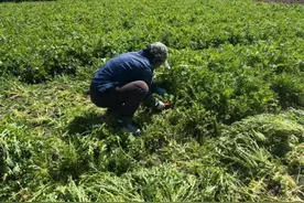 宣城旌德：雪里蕻丰收季 春日“鲜味”正飘香图片