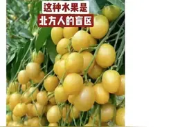 北方人的“盲区水果”，却是广东人最爱的“正气”果！现在吃正好！图片