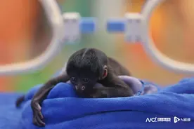 清远长隆森林王国添新丁，极危物种黑丛尾猴宝宝成功人工育幼图片