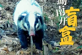 海报 | 生物有“多”野 湖南开“盲盒”㉚：猪獾图片