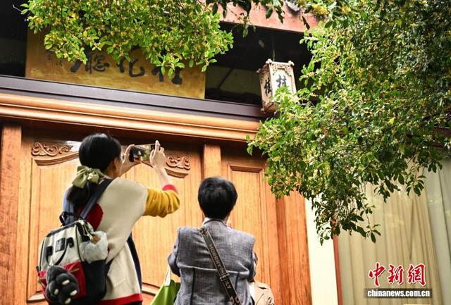杭州西湖十景之“满陇桂雨”迎来最佳观赏期