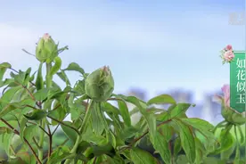 央媒观豫丨疑是洛川神女作 千娇万态破朝霞图片