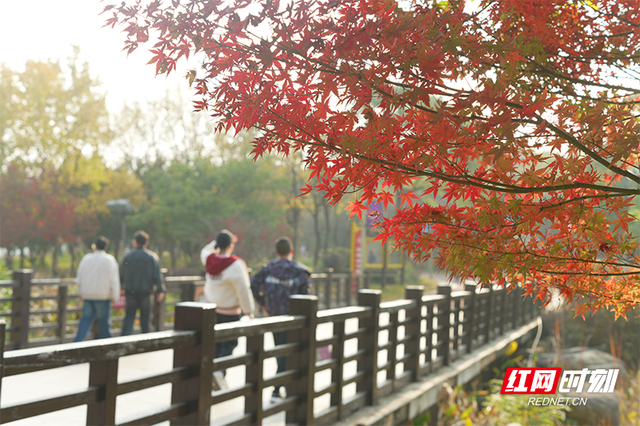晴暖末班车！株洲神农湖彩叶美景别错过