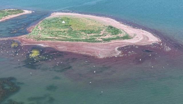 红碱淖湿地：从黄沙漫卷到鸥鸟翔集的生态重塑